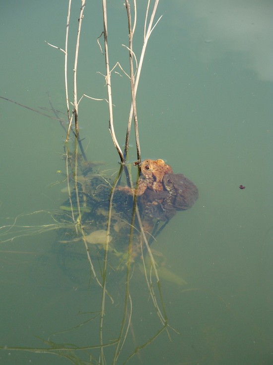 Teich 1