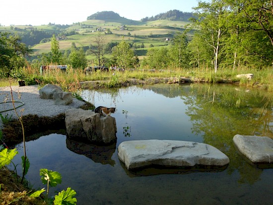 Teich 2