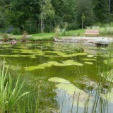 Teich 2