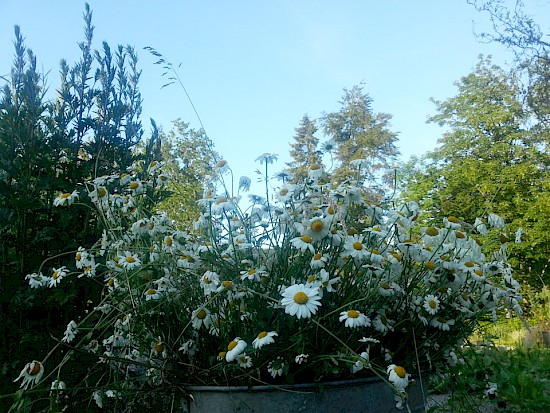 Plätze
