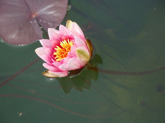 Teich