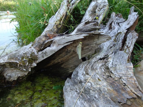 Teich